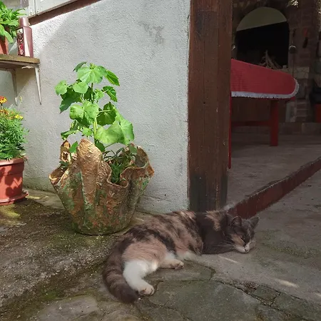 Nyaraló Yellow Fairy Tale *