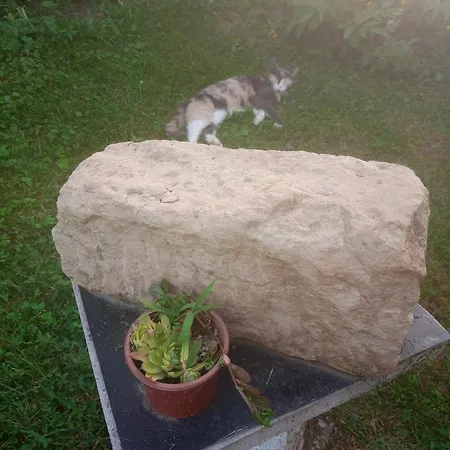 Yellow Fairy Tale * Visoko