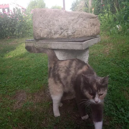 Yellow Fairy Tale Nyaraló