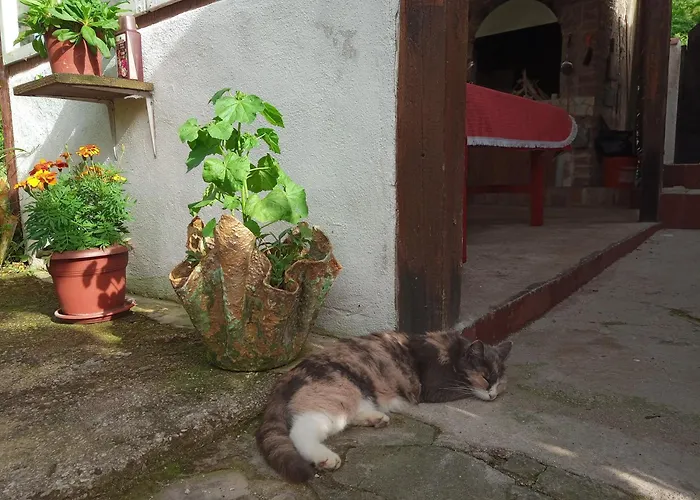 Vikendica Yellow Fairy Tale *