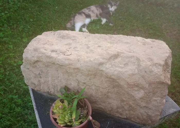 Yellow Fairy Tale * Visoko